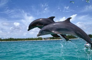 Satapada Puri Dolphin