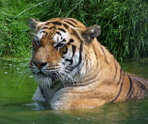 wildlife