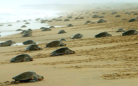 Olive turtles in Gahirmatha beach