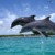 dolphins in Chilika Lake